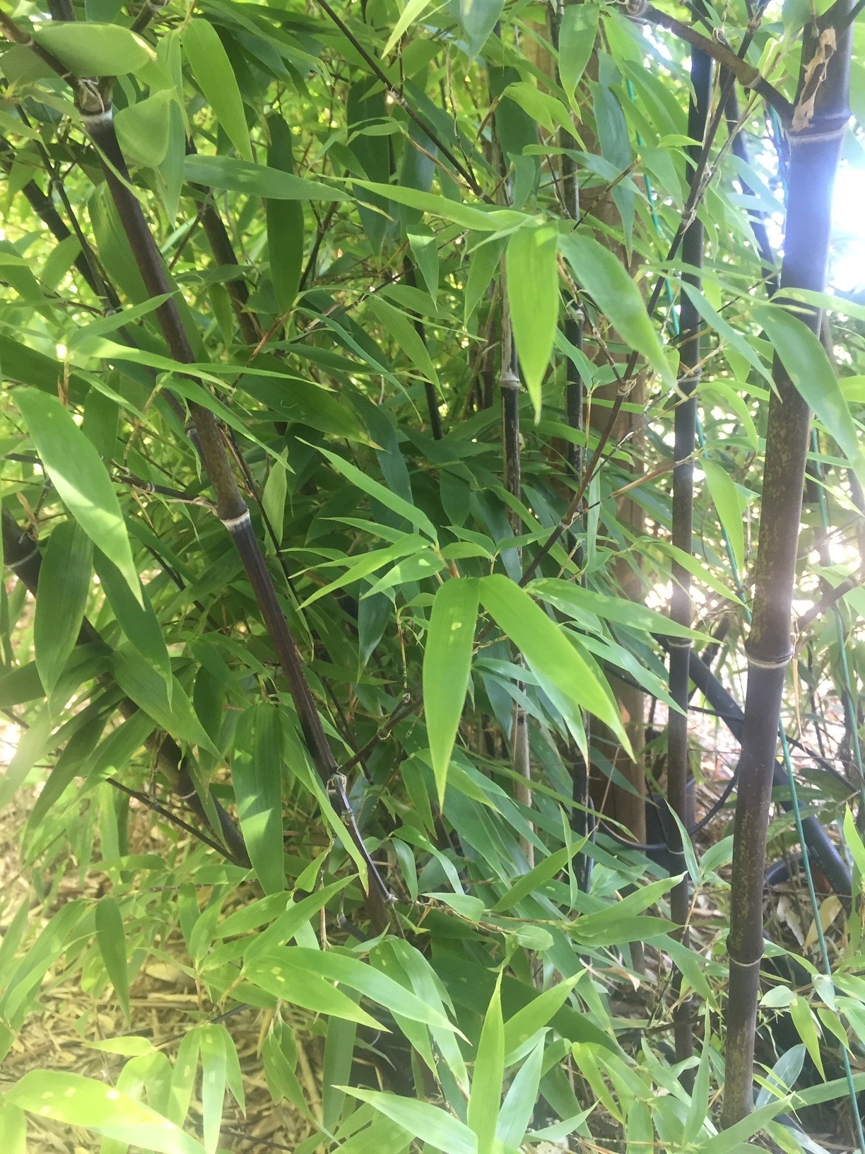 Phyllostachys nigra